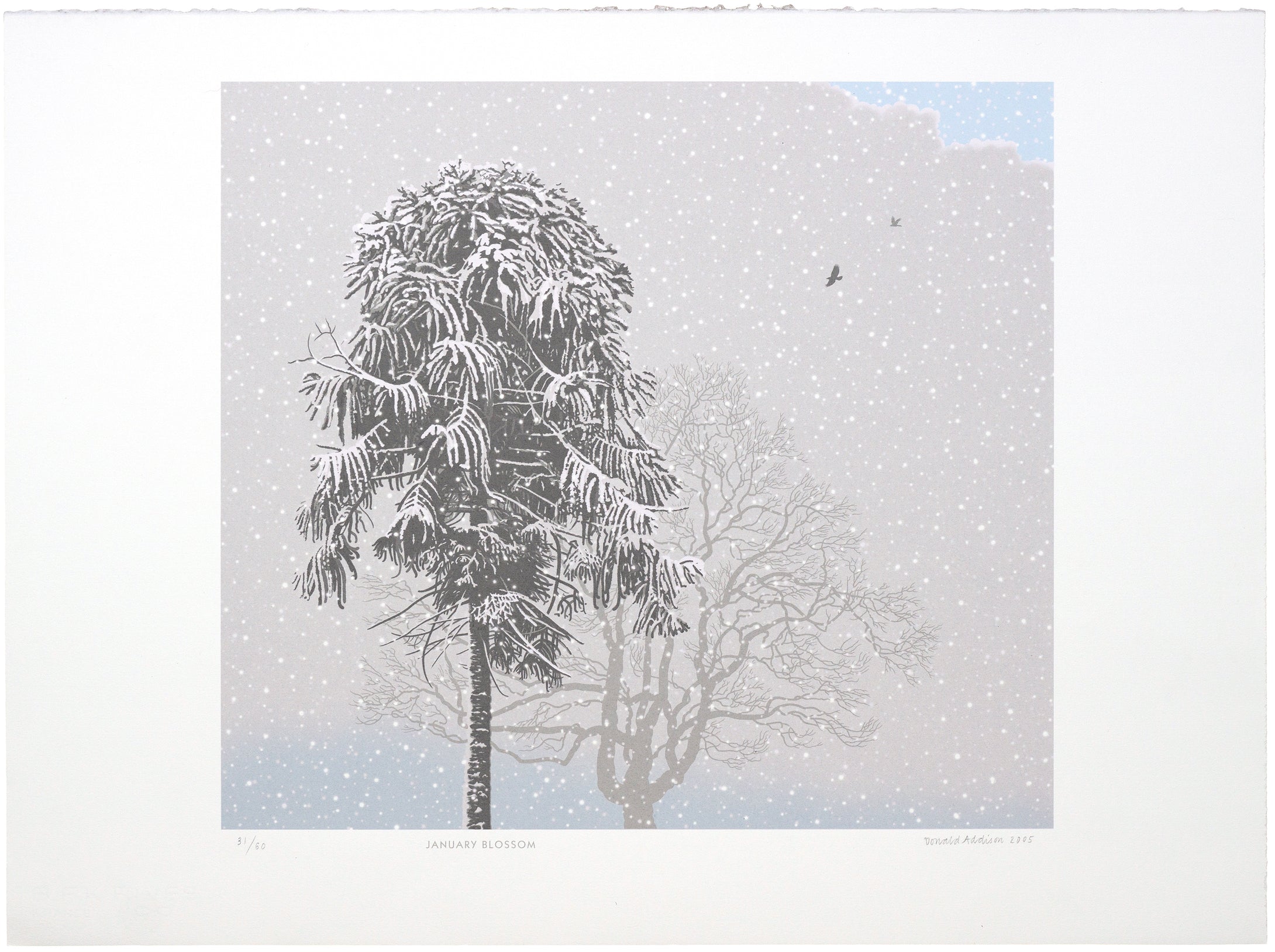 Donald Addison: January Blossom