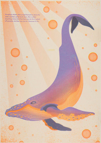 Jemma Chisholm: Humpback Whale