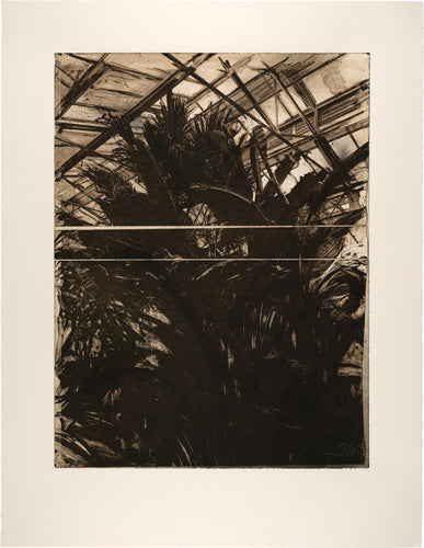 Struan Hamilton: Spray Palm